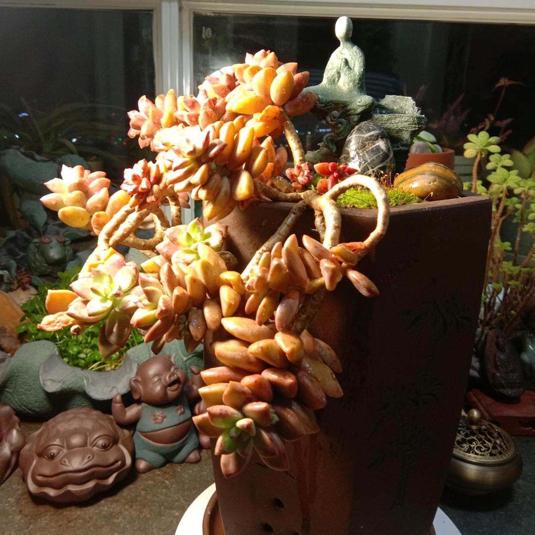 九月爱种花