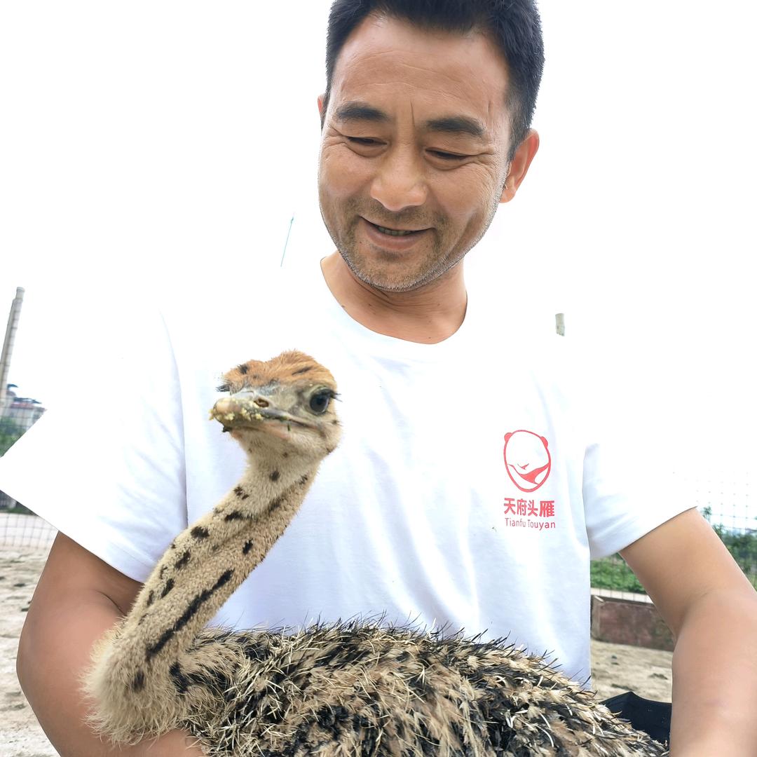 泸县天兴鸵峰农场