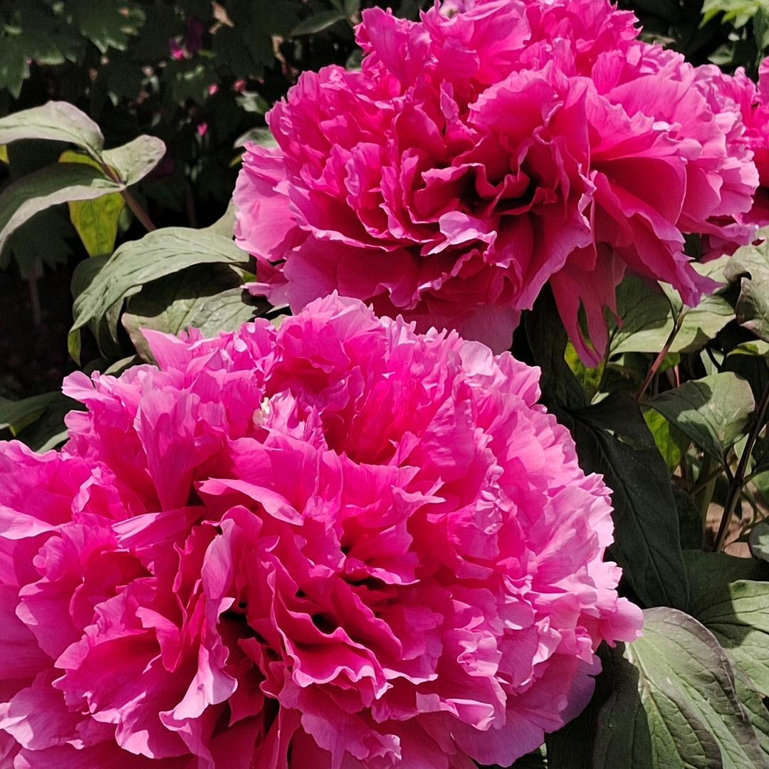 4米2高栏小老头