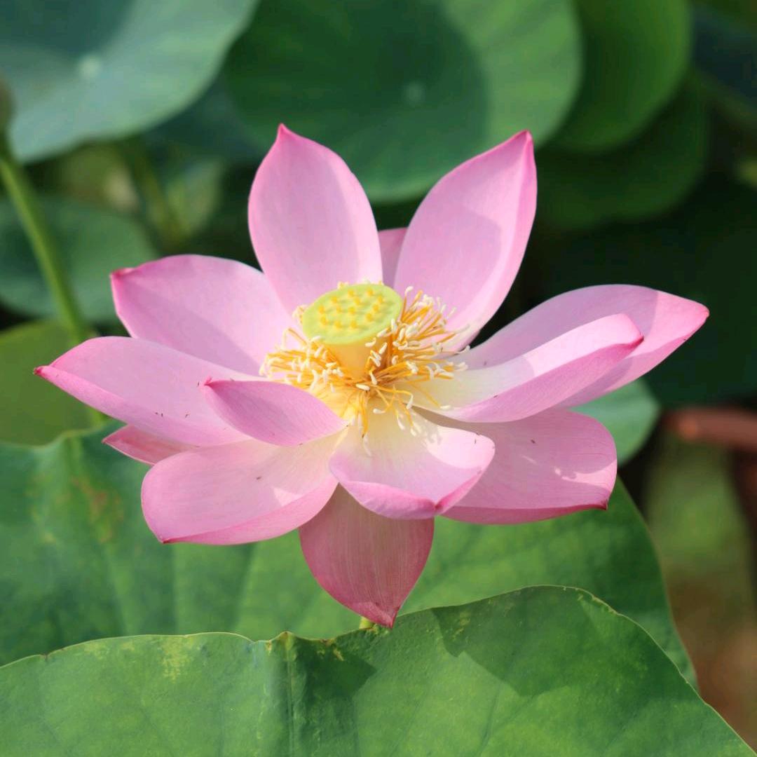 花開富貴