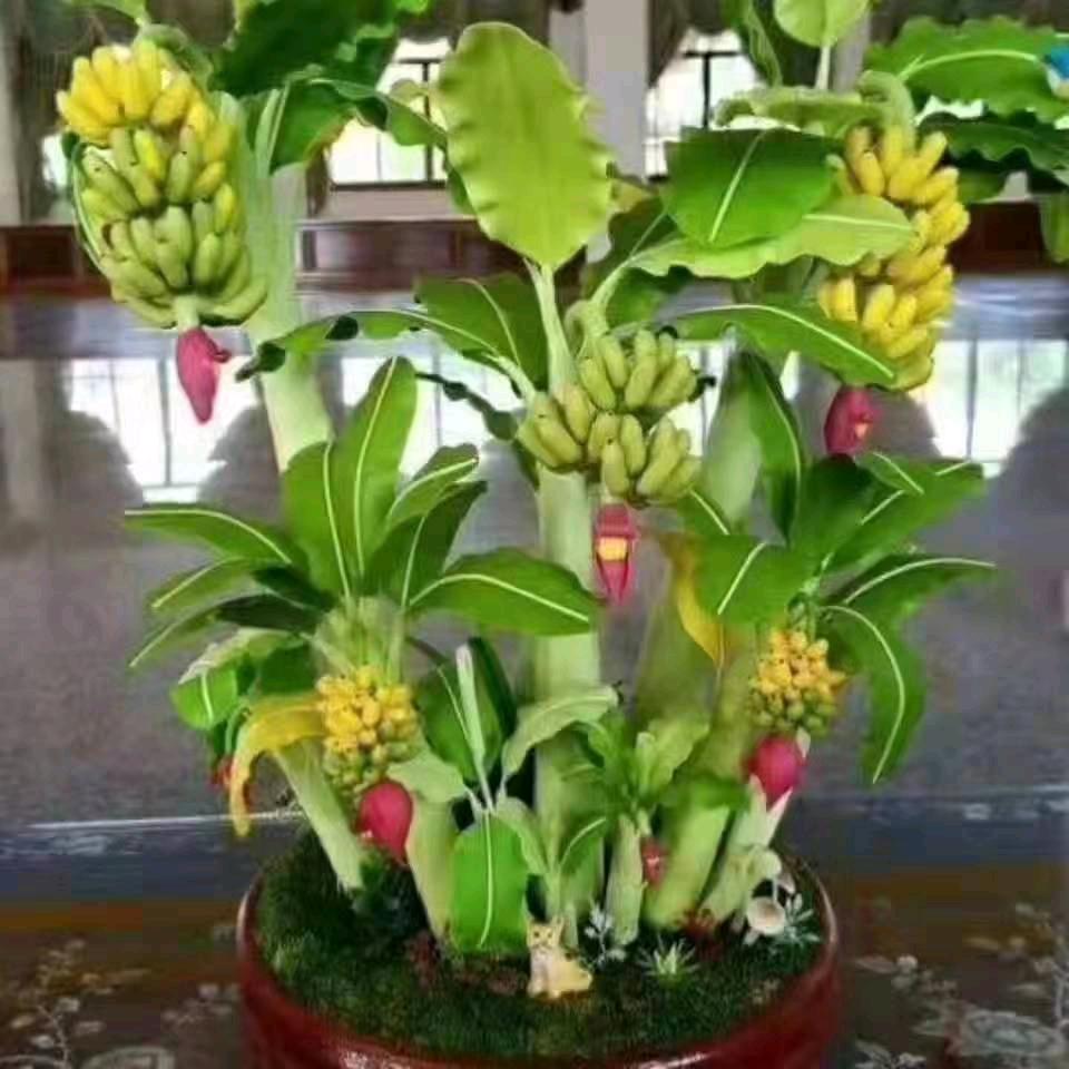 善缘🙏🌹🍎🍎