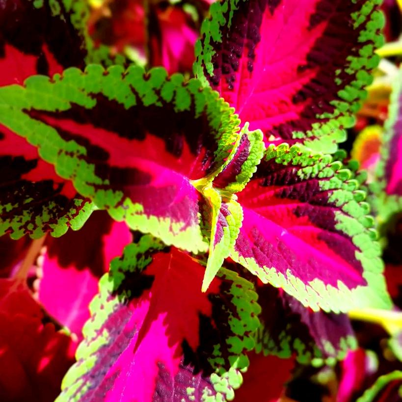 花草一院