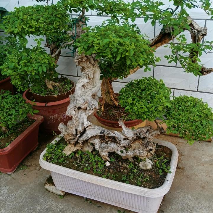 玉明盆景绿化