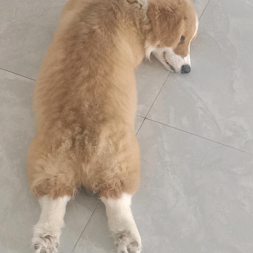 暴躁小贝基