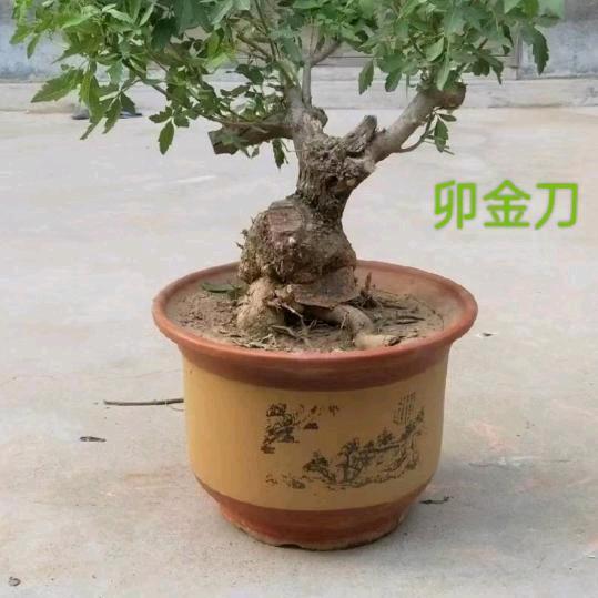 东方游客