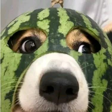 sei克斯（见过时团版）