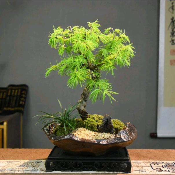植悟花卉