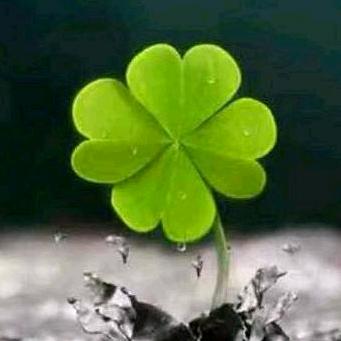 四叶草🍀666