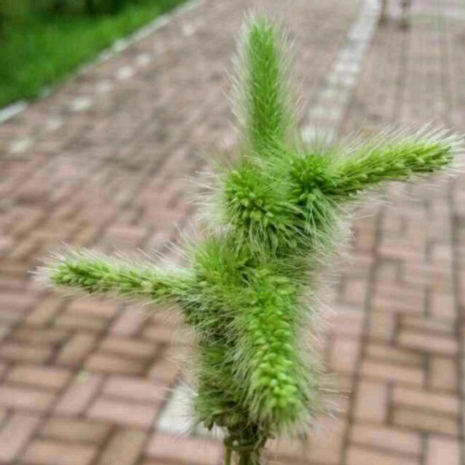 大大大米