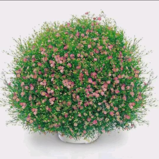 用户668234227290幸福妈妈