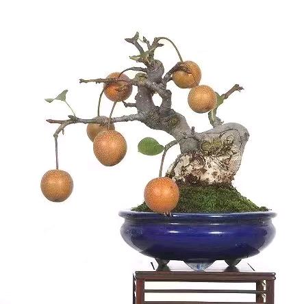 春枝艺盆景