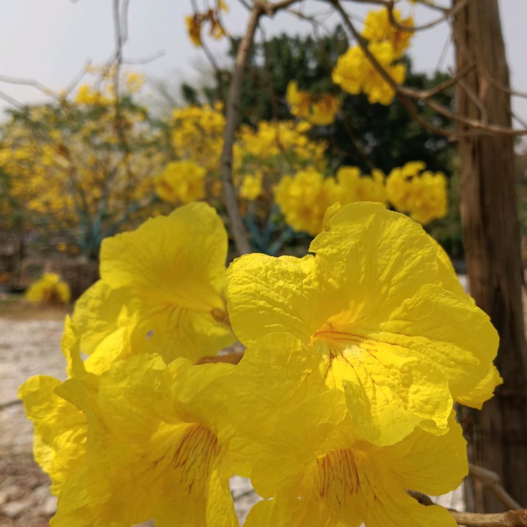 一朵夏天的小花