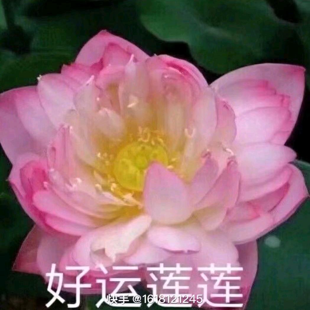 @好运连连！