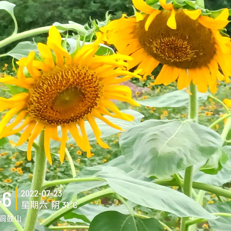 Ambet兰花草986头像