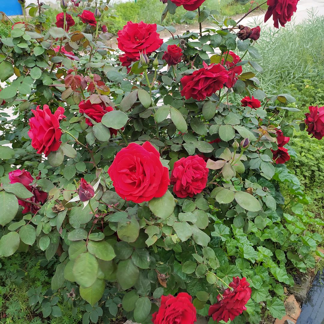 花好 月圆