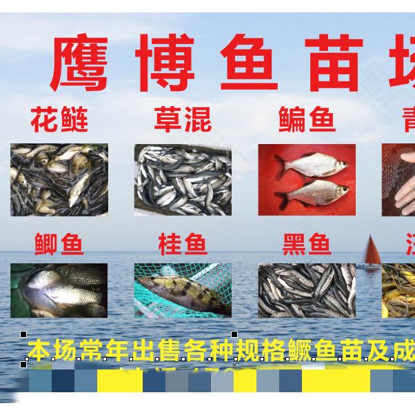 安徽鳜鱼苗培育基地