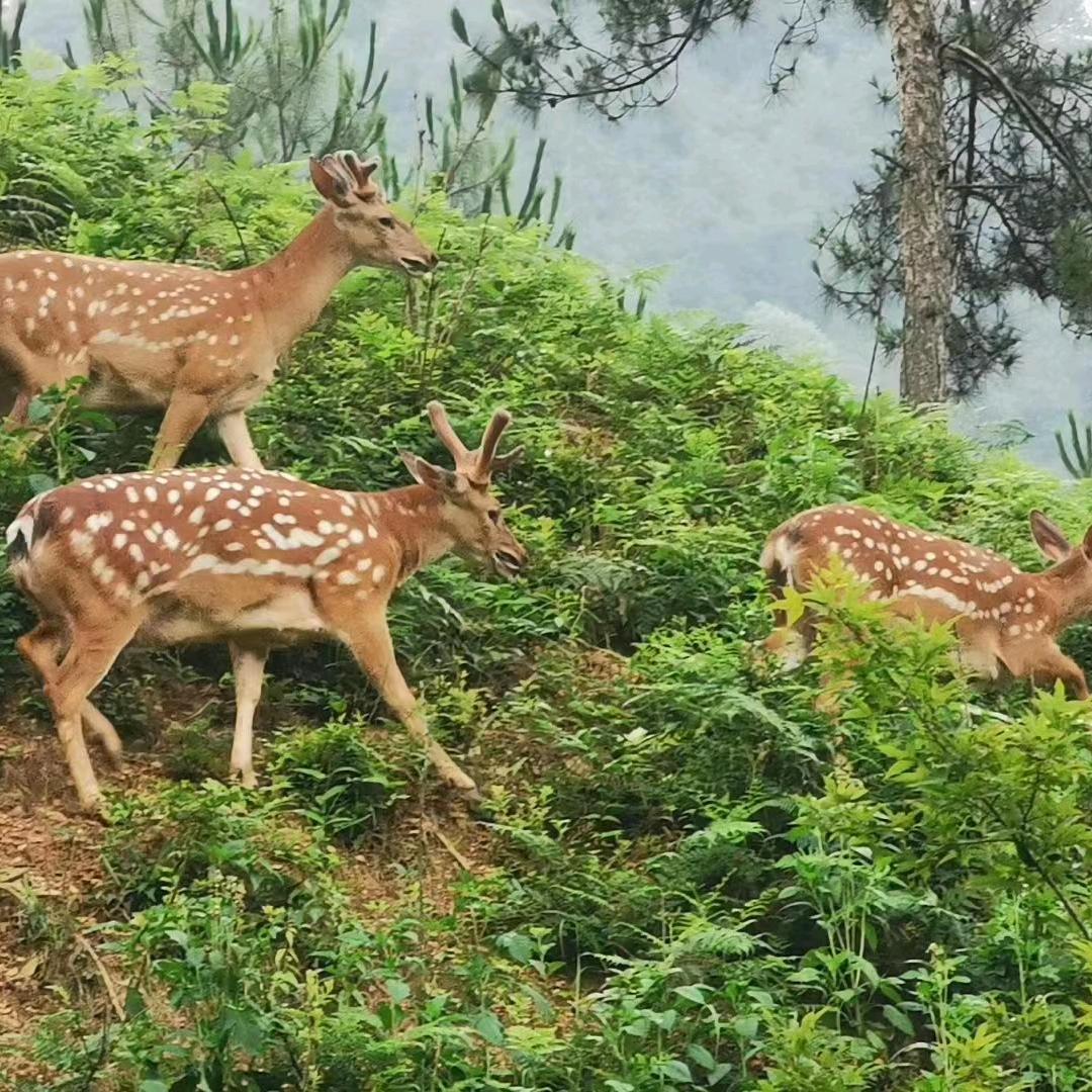 上饶市梅花鹿生态放养基地