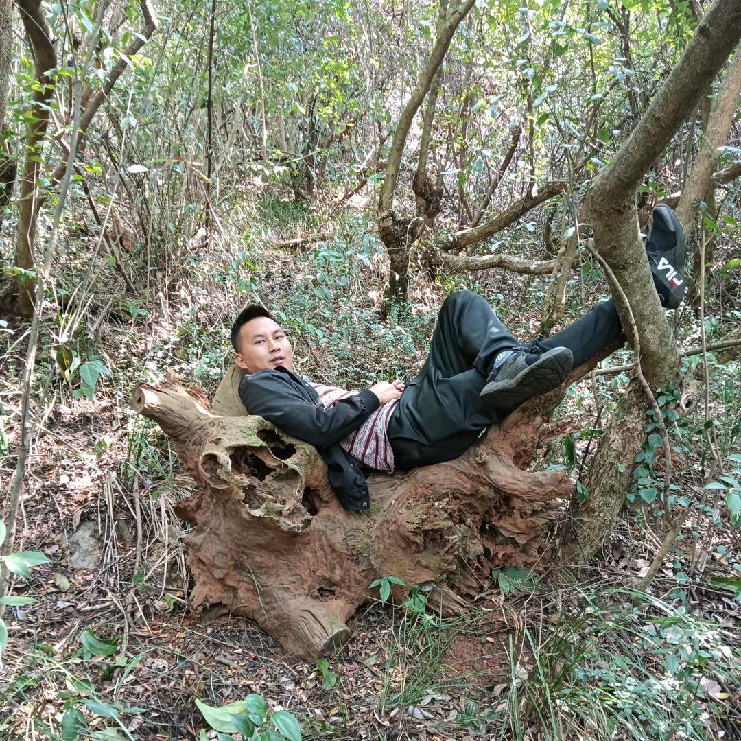 小熊花卉盆景