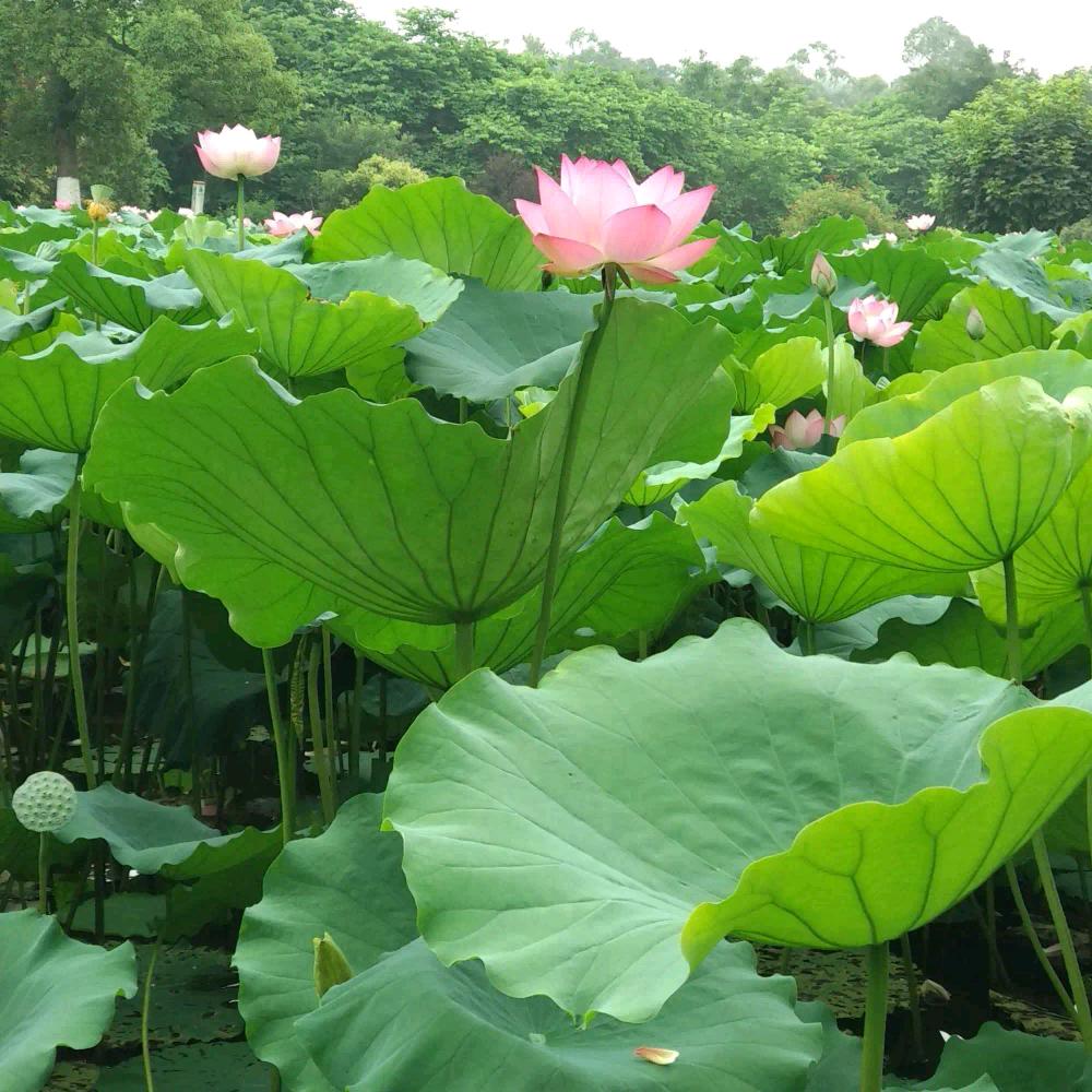 禅意人生🙏🙏🙏