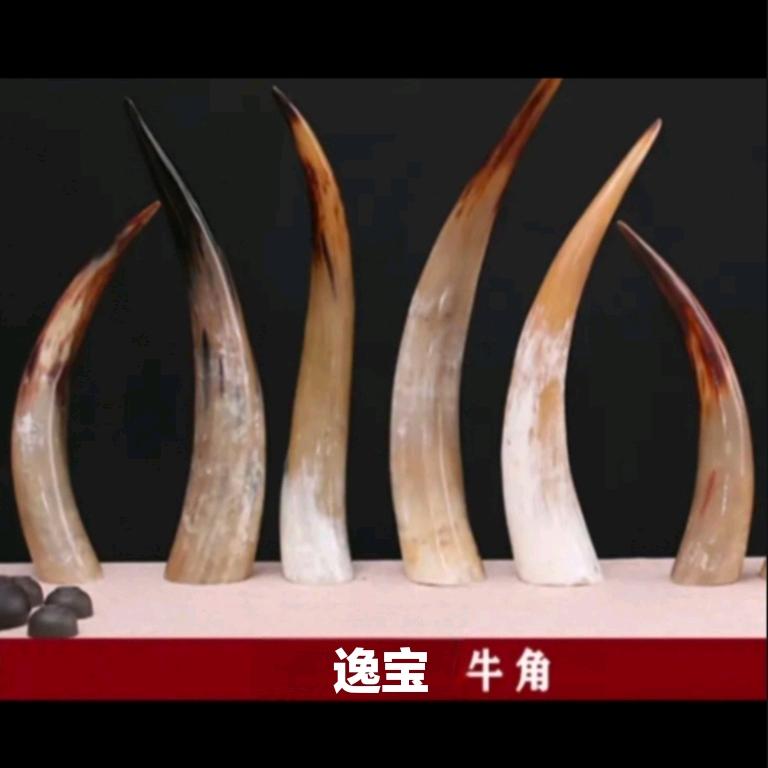 逸宝牛角