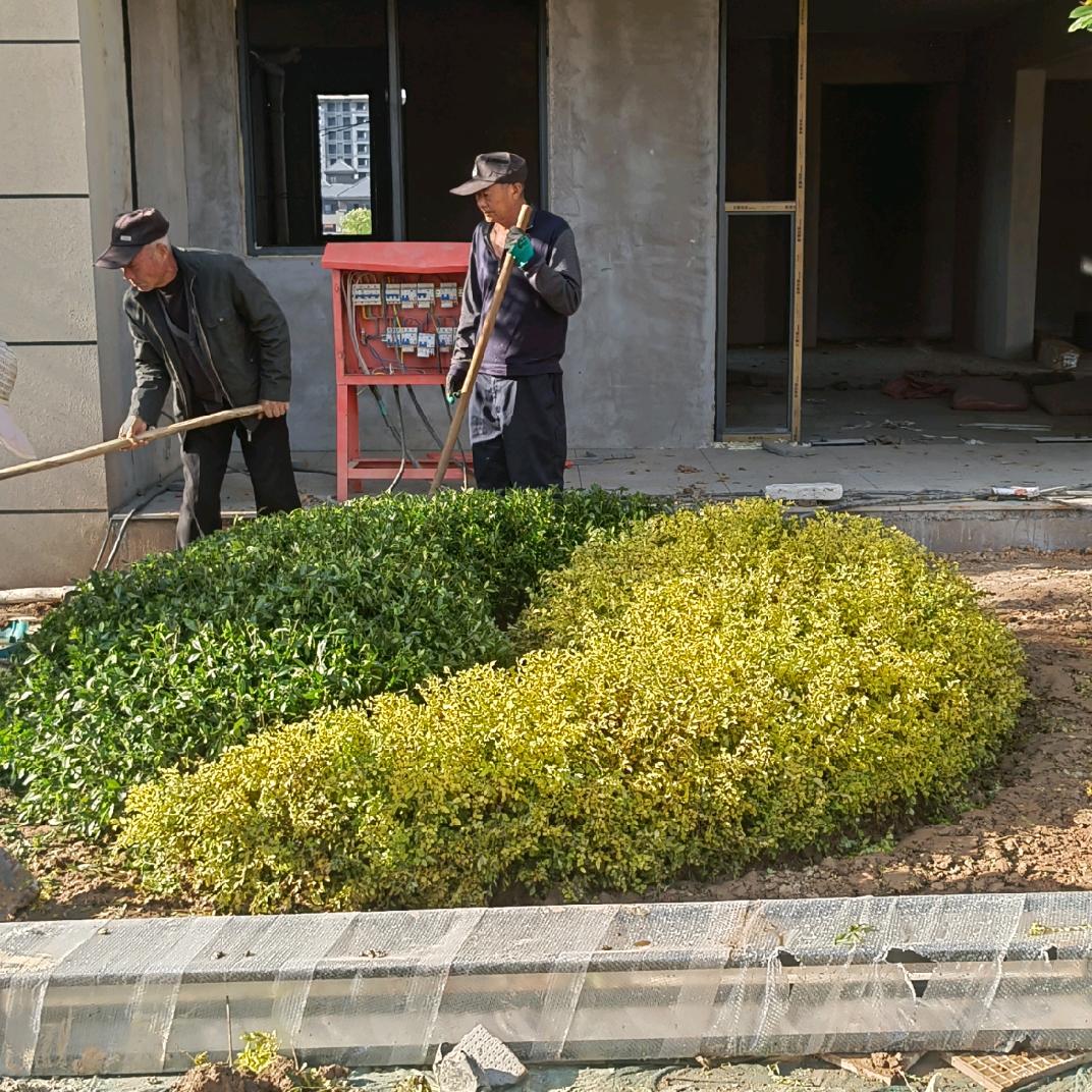 河南设计绿化工程有限公司赵建成