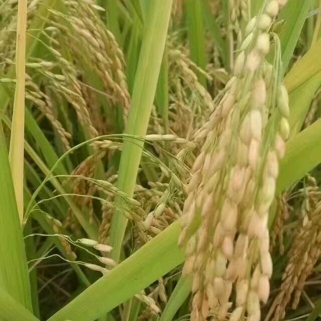 阿栋