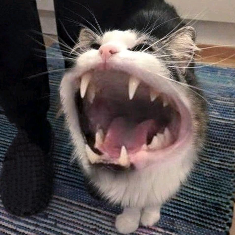 黄子