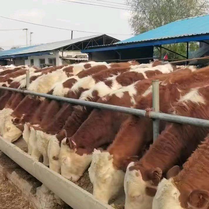 已重置鑫牧源养殖场