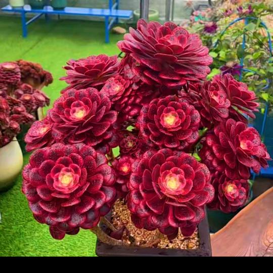 每天认识一种多肉