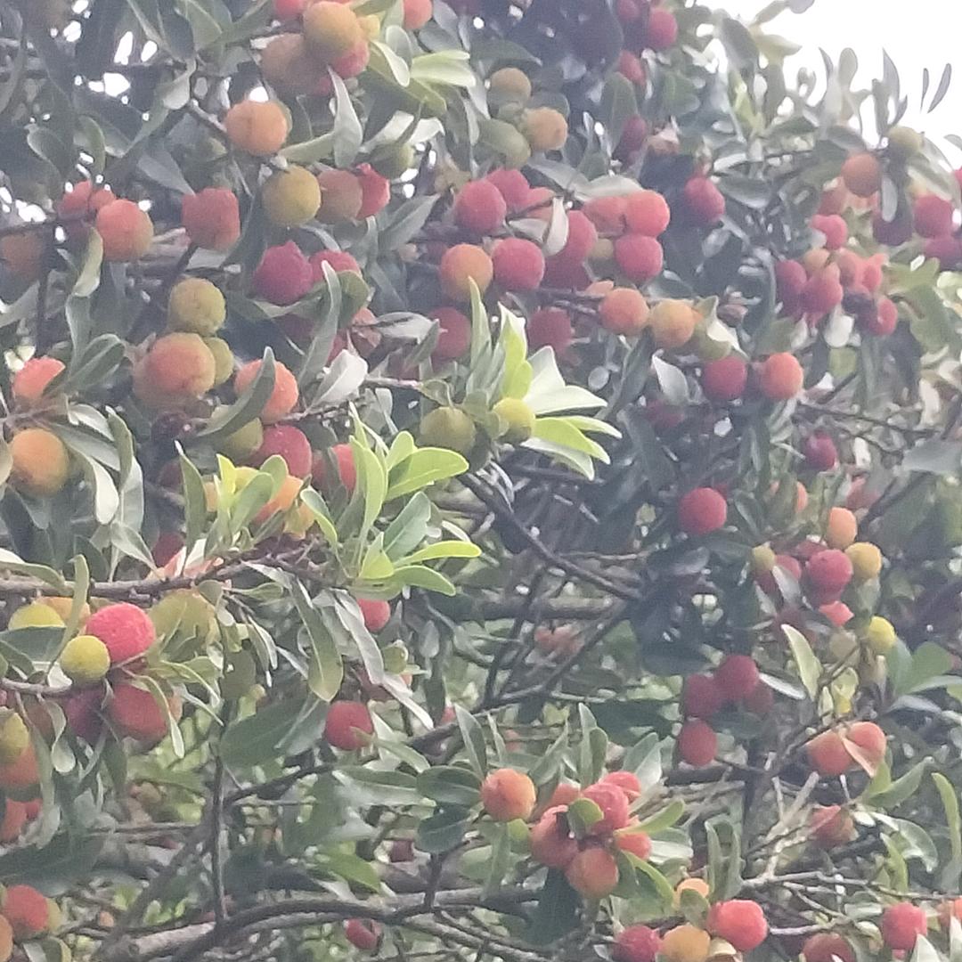 杨派发源地