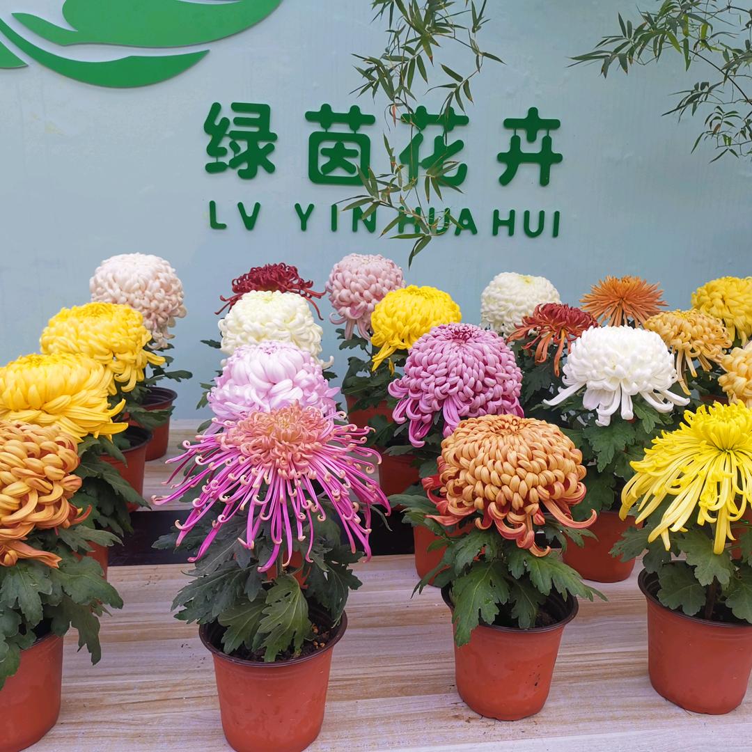 绿茵花卉