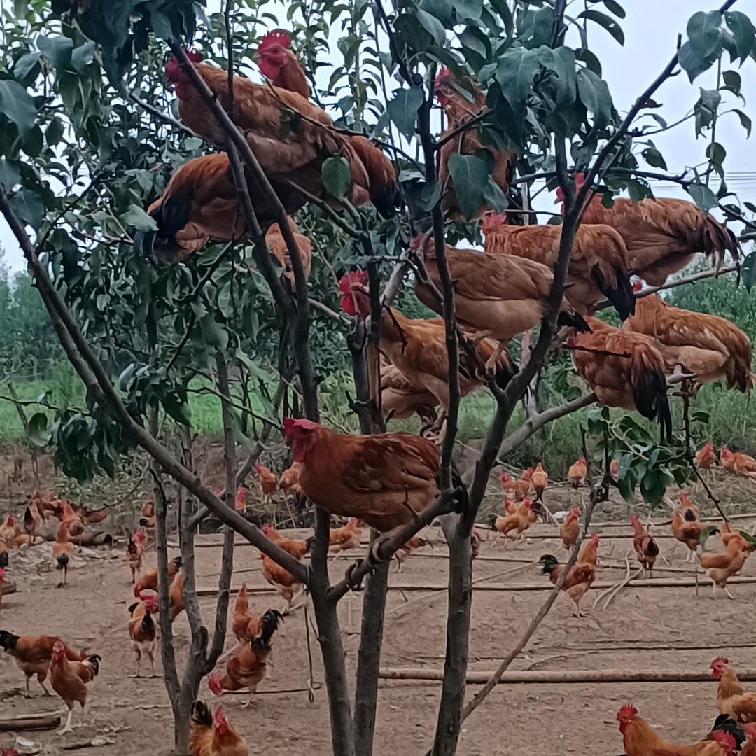 生态农场刘永梅