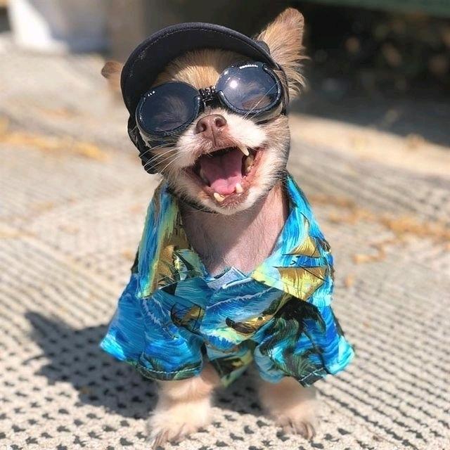 动物大世界@抖音