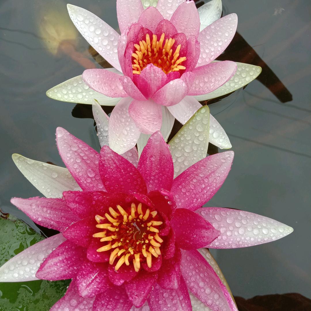 健康，快乐