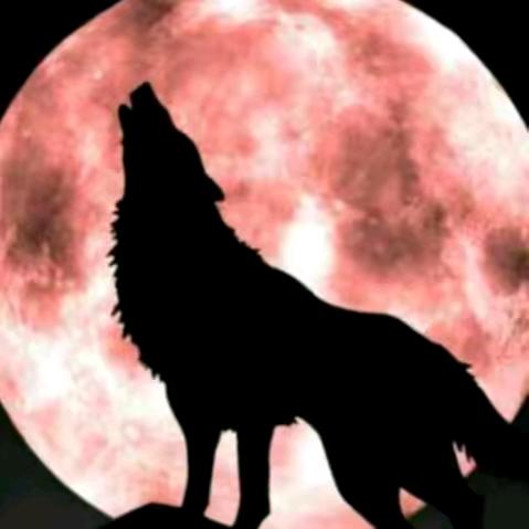 ꧁꫞꯭野狼꫞꧂