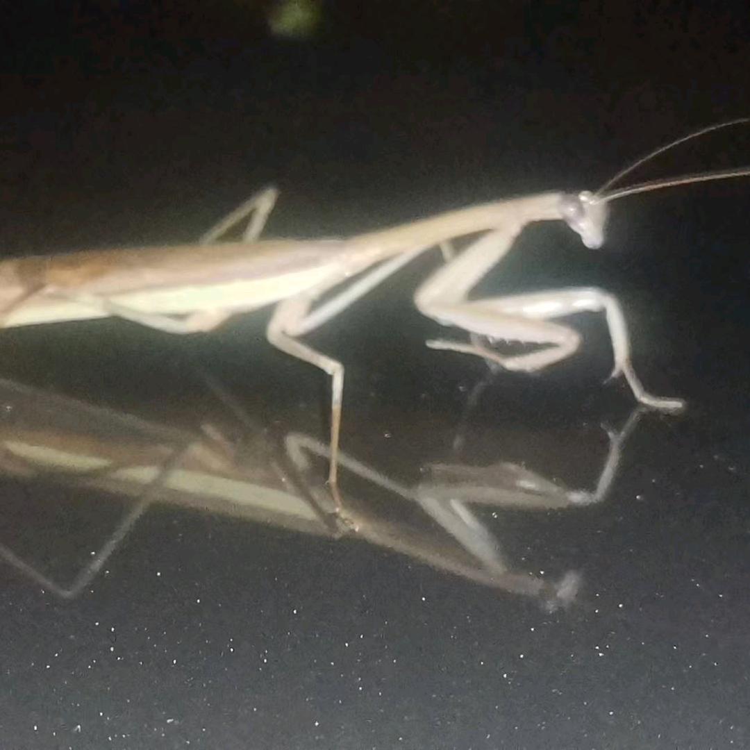 熊二哥