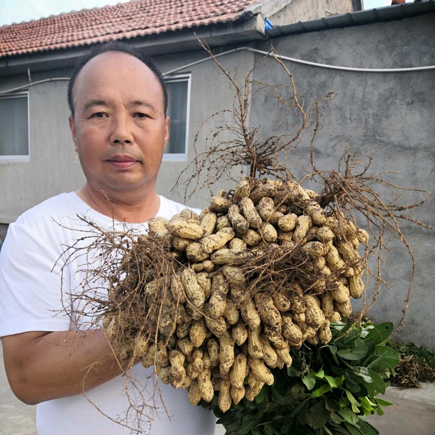 国色天香花生繁育基地