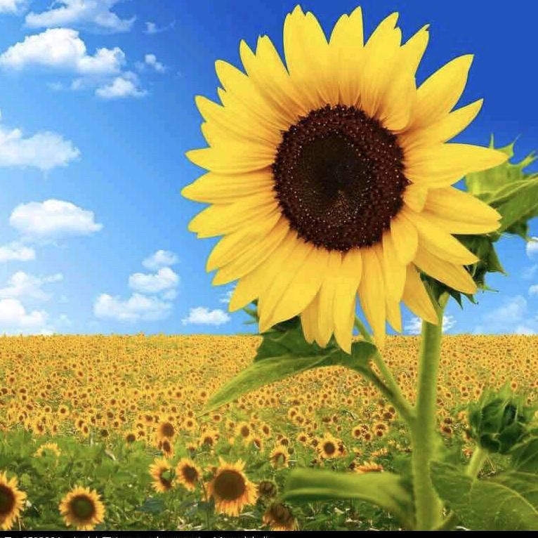 ⃛人间小太阳☀