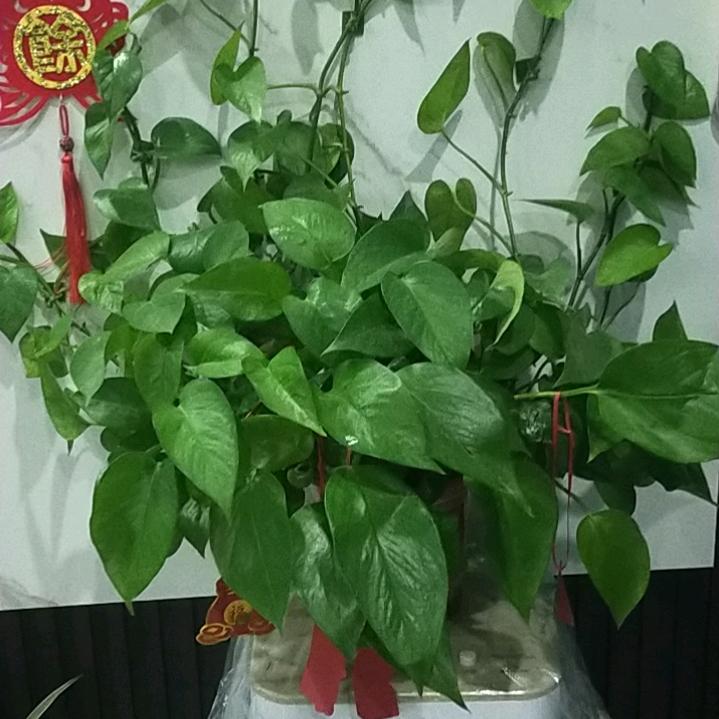 梦寐以求