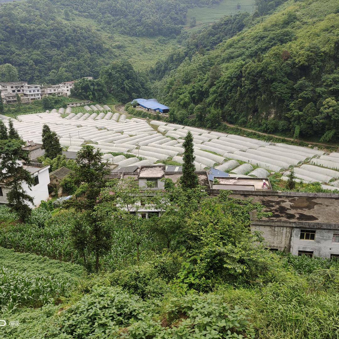 真心朋友（胡）