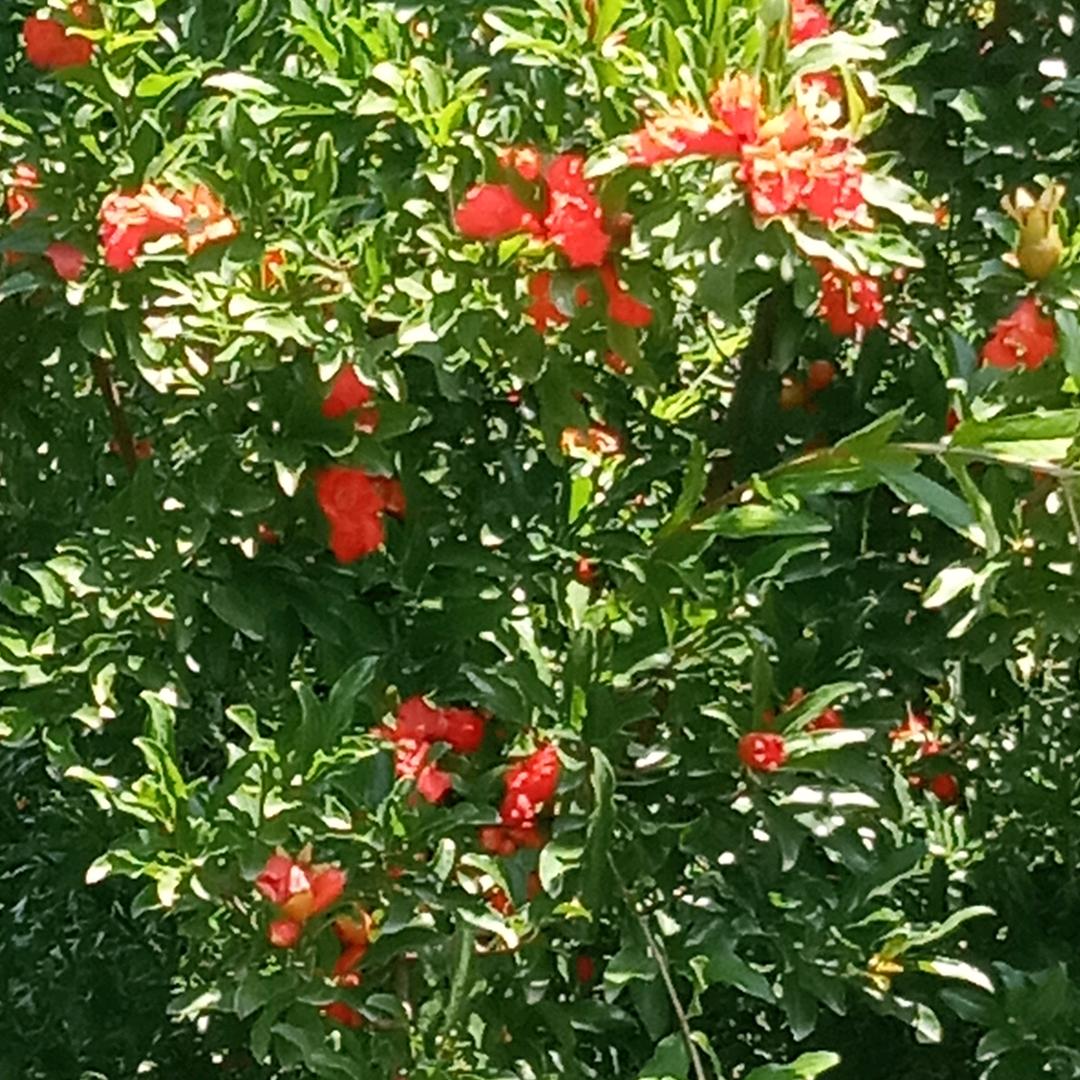 芳哥