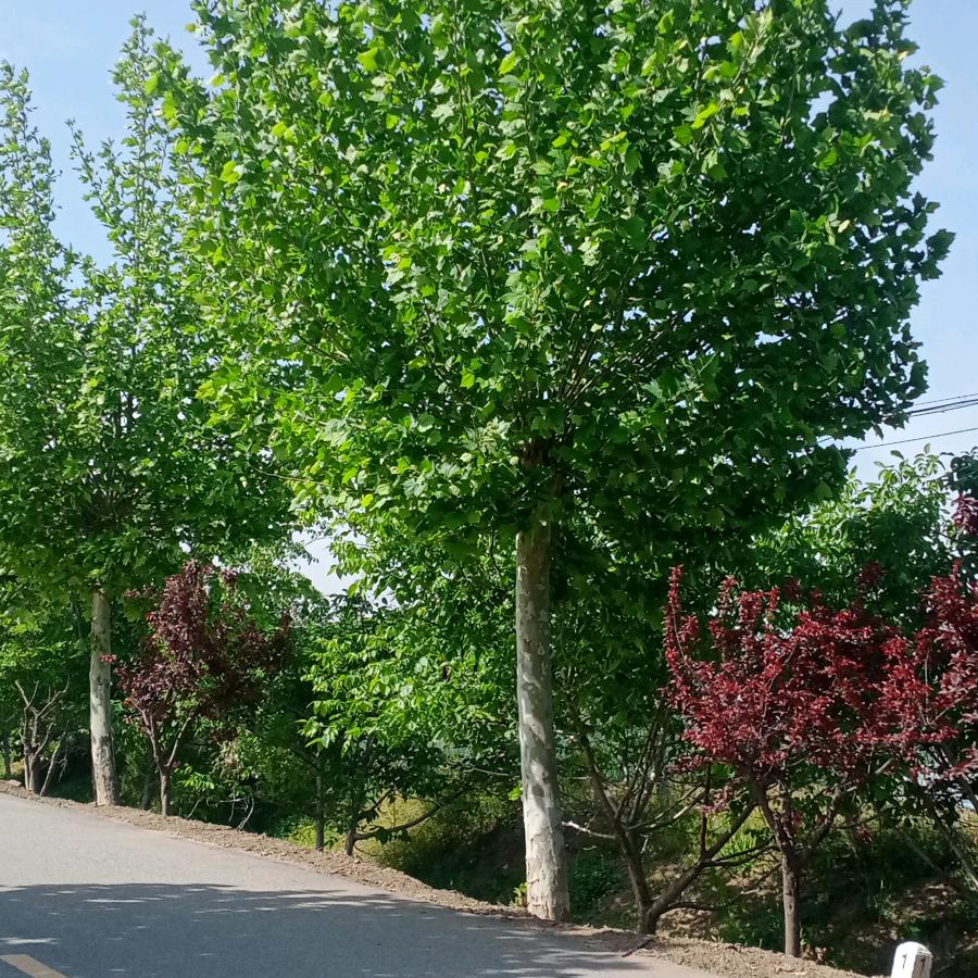 王万路