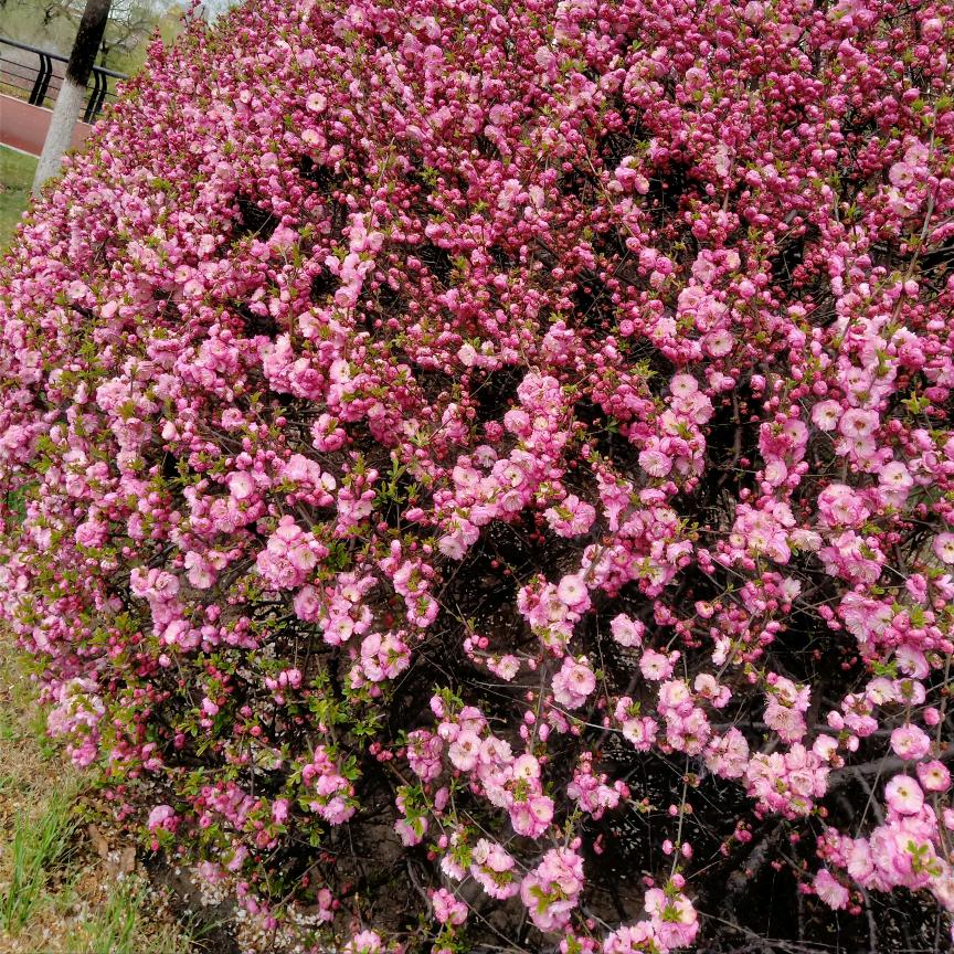 花蕊