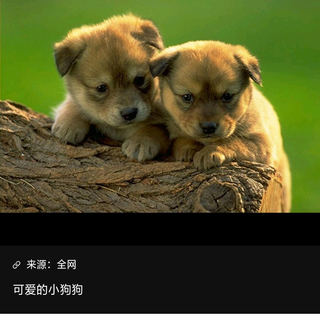 钢哥