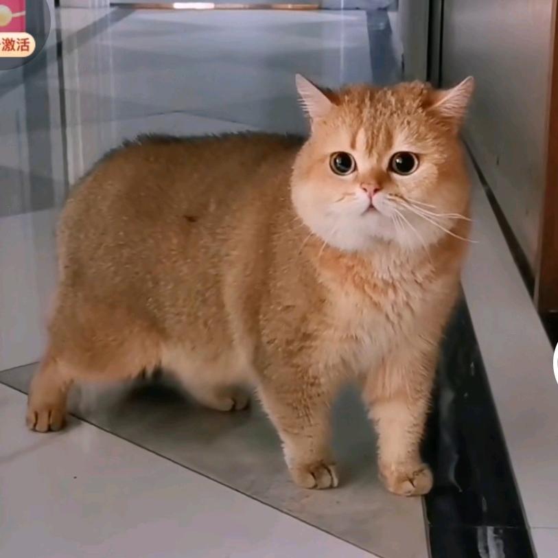 猫叔家的喵