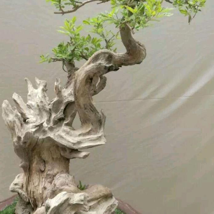 北方黄荆盆景