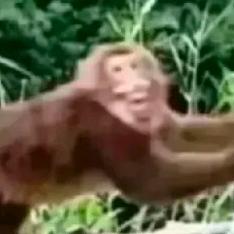 泥蝶