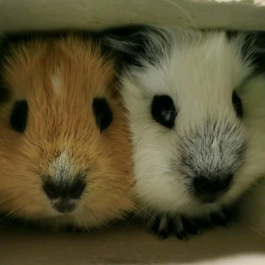 大花