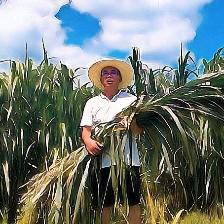 大彬哥牧草种植养殖