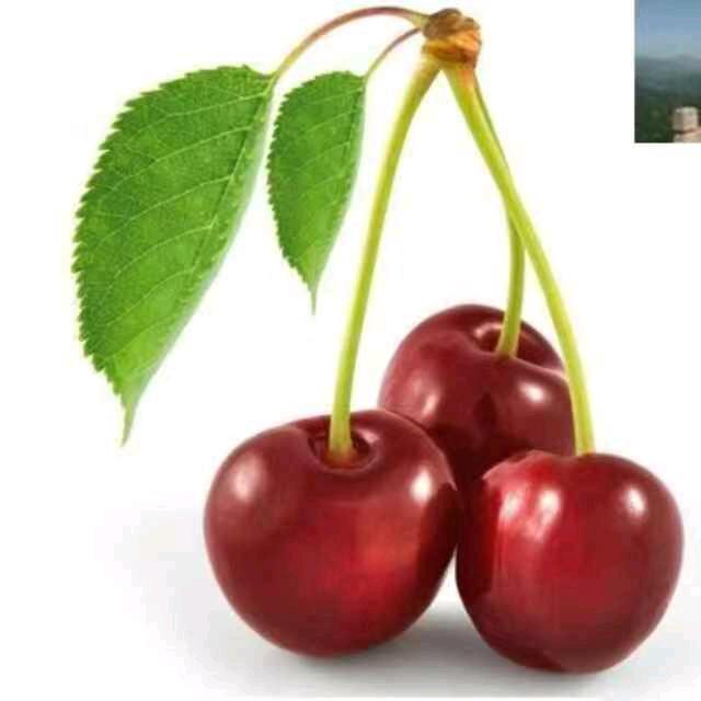 陌粒花开[拒私聊]